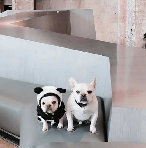 DOGS : les 5 comptes Instagram à&nbsp;suivre