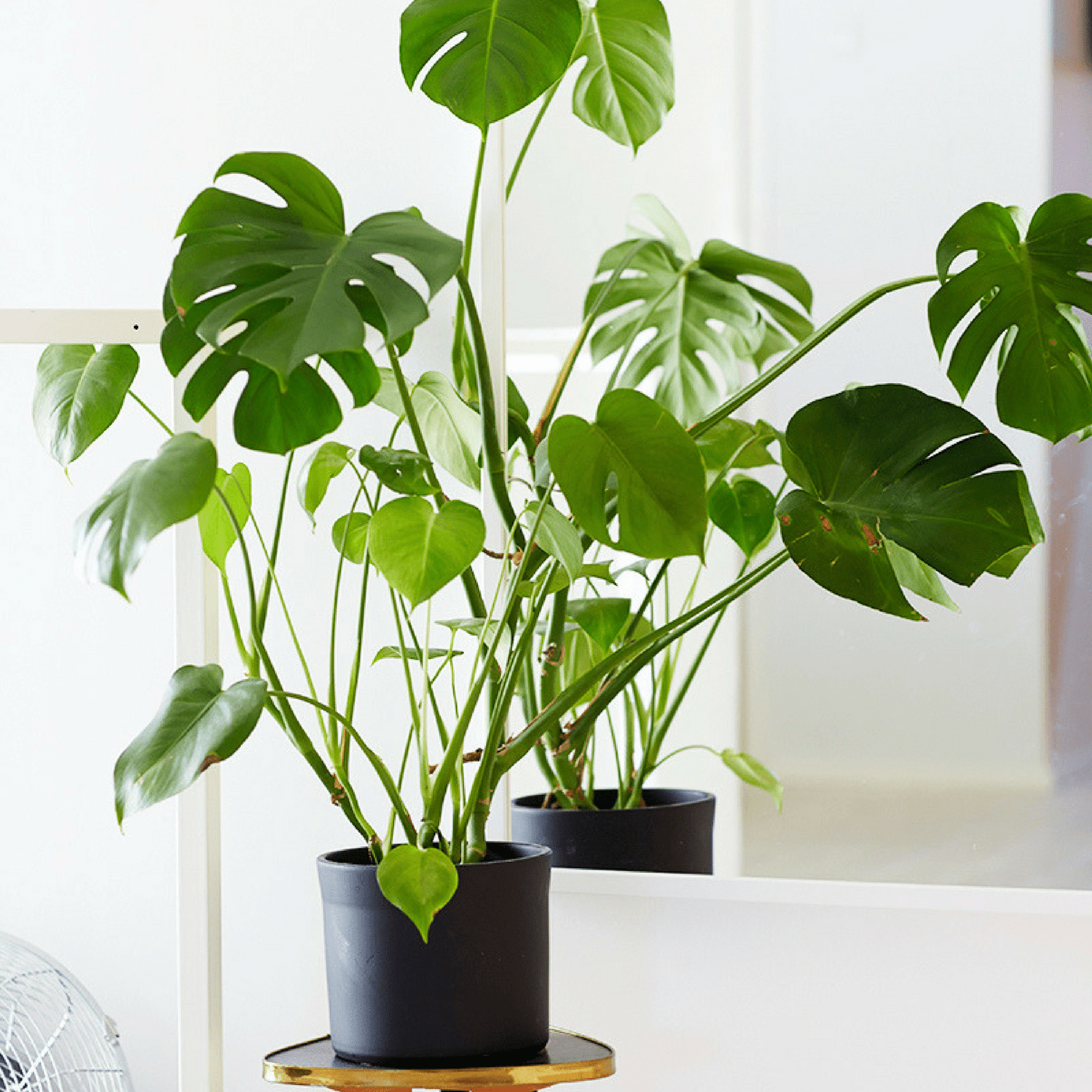 Monstera-plante-interieur-deco-maison