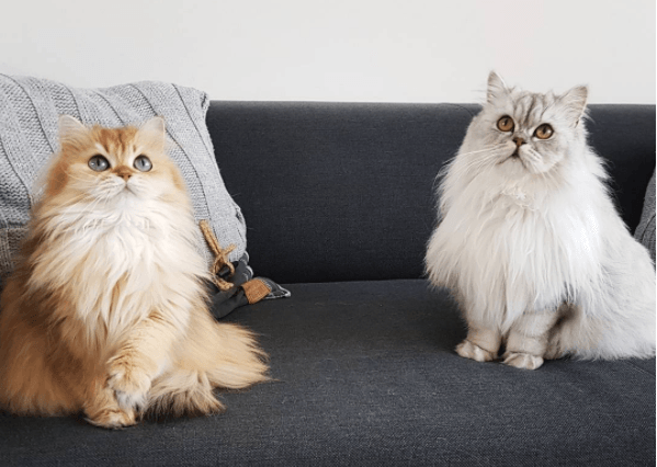 Cats : les 5 comptes instagram à&nbsp;suivre