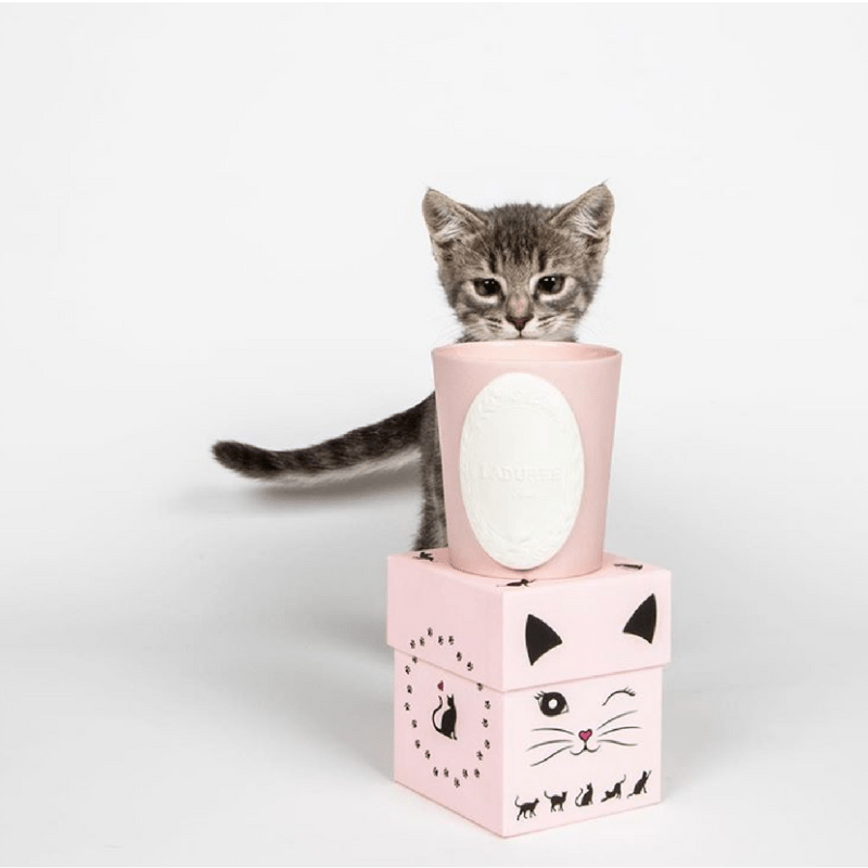 bougie-la-duree-cadeaux-gourmand-lovely-cat