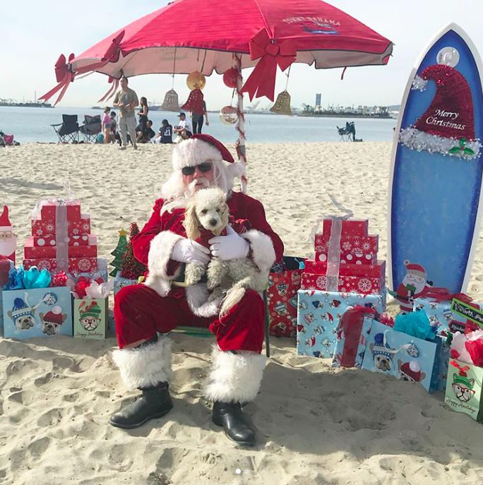 Noël des animaux, et si on pensait à nos chiens et chats de compagnie&nbsp;?