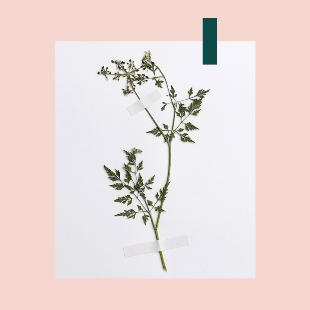 Passion fleurs et feuilles : et si on créait notre propre herbier&nbsp;?