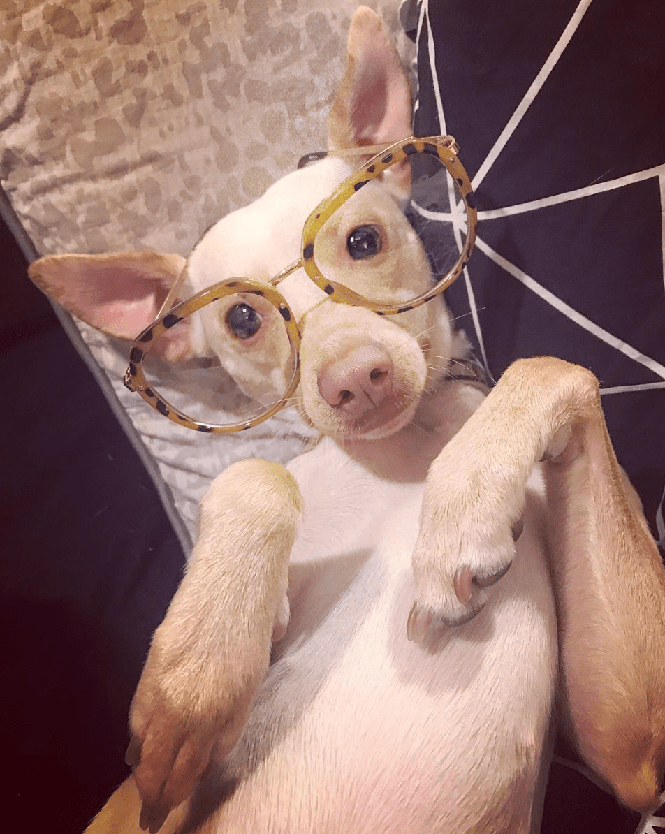 Ton chat ou ton chien n&rsquo;est pas encore sur Instagram ? Voici les conseils d&rsquo;un pro, My Pet&nbsp;Agency