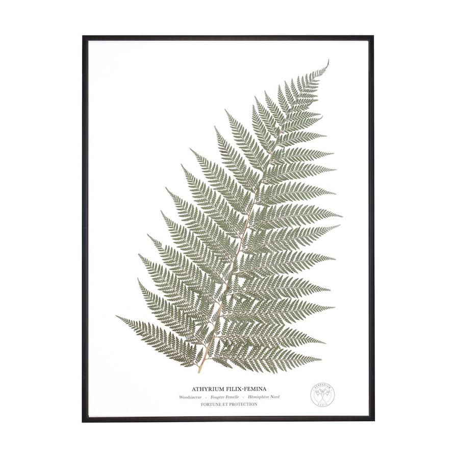 Herbarium fougere sechee cadre