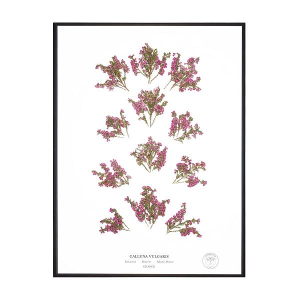 Herbarium fleurs decoration0