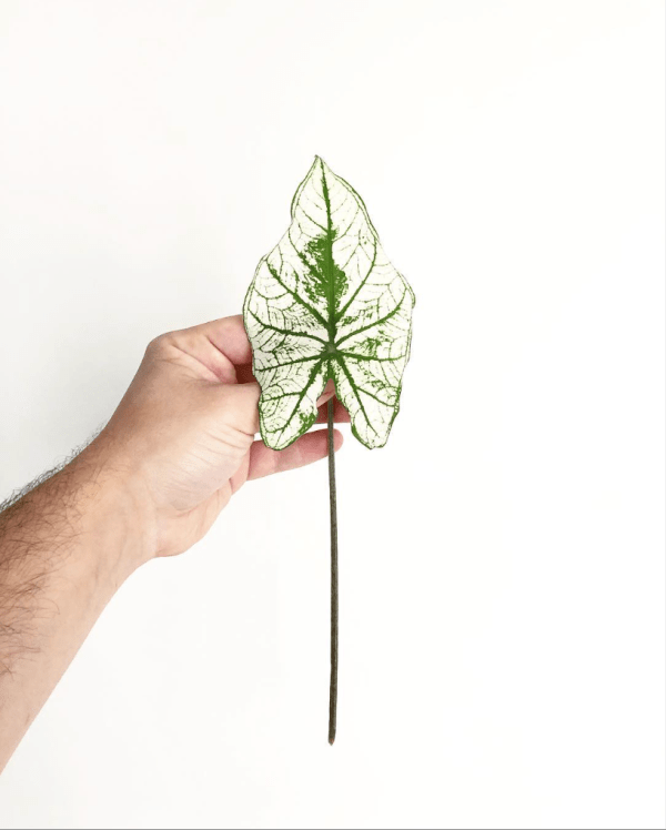 Plantes Thibault hebdomania green 2