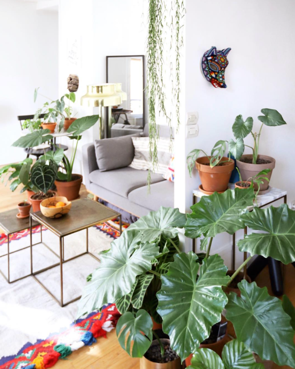 Plantes Thibault hebdomania green 4