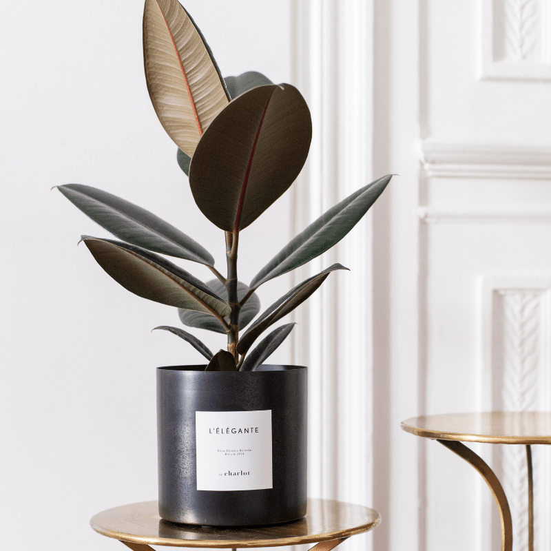 cadeau-fete-des-peres-plante-elegante-ficus-by-charlot