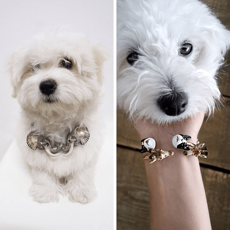 dog-chien-Cotton-de-Tulear-nach-bijoux.png